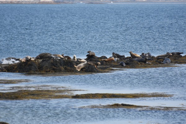 Clew Bay Seal Colony