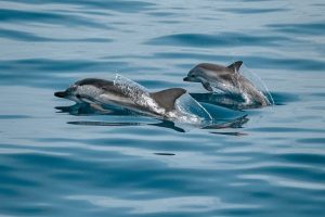 Dolphins of Clew Bay