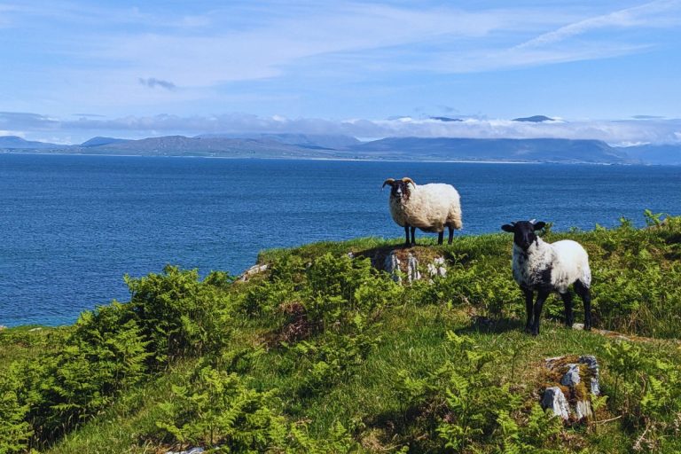 Good Company on Inish Turks Wild Atlantic Way