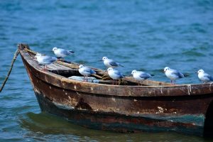 Sea Birds of Clew Bay